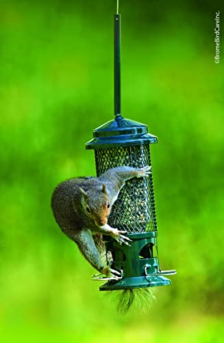 Squirrel Buster Standard Bird Feeder - Squirrel-Proof Metal, 1.3lb