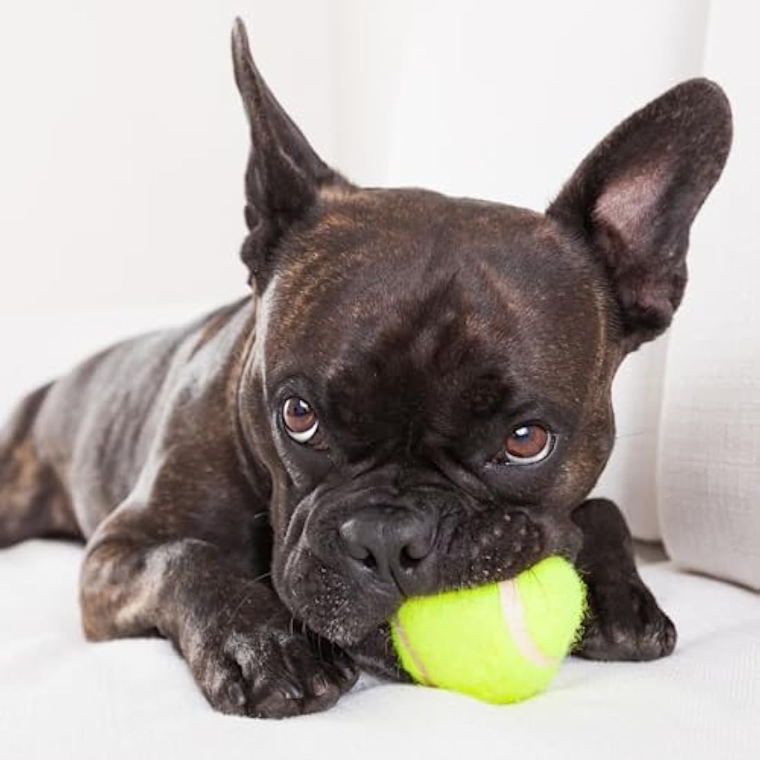 Indestructible Dog Tennis Balls – 20 Pack Durable Rubber Toys