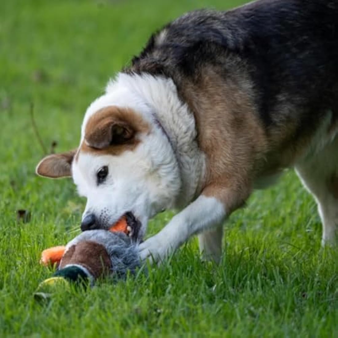 Petface Squeaky Duck Dog Toy – Durable Plush for Interactive Play