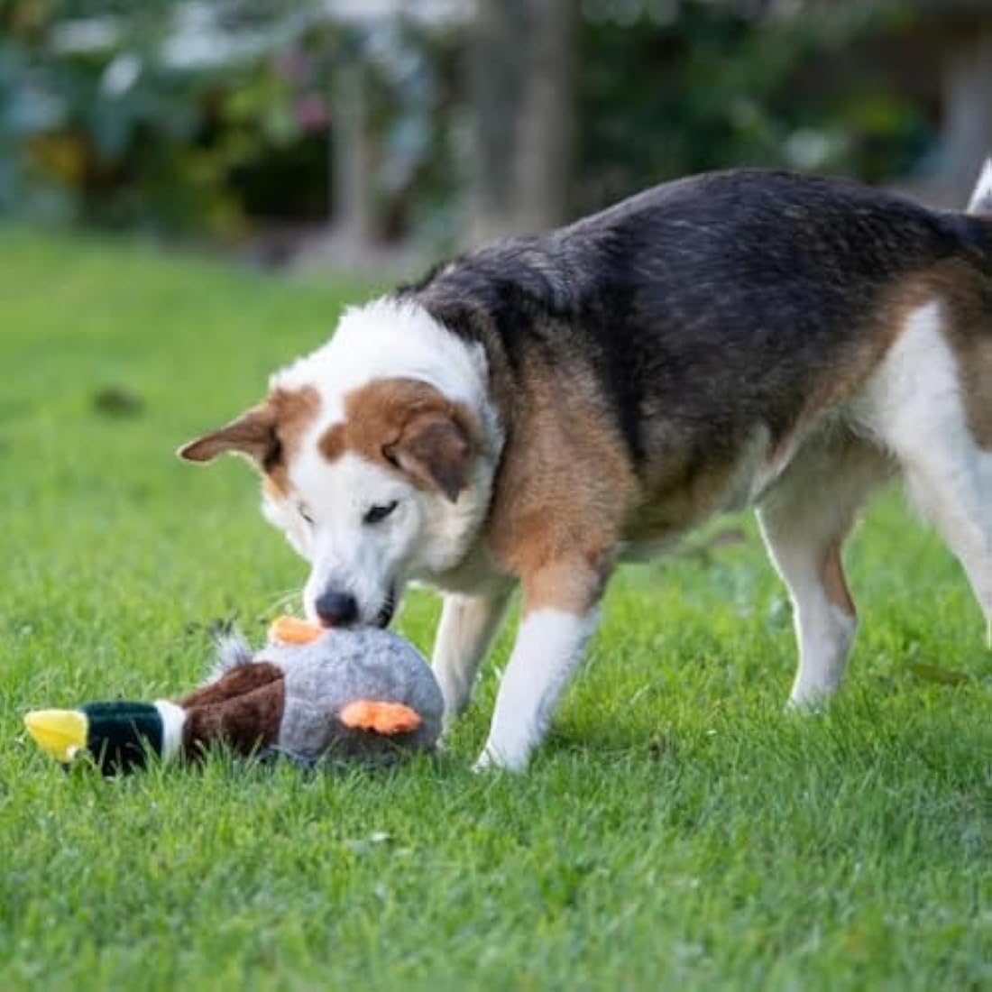 Petface Squeaky Duck Dog Toy – Durable Plush for Interactive Play