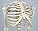 3B Scientific Mini Human Skeleton Model – Pelvic Mounted PVC Anatomy