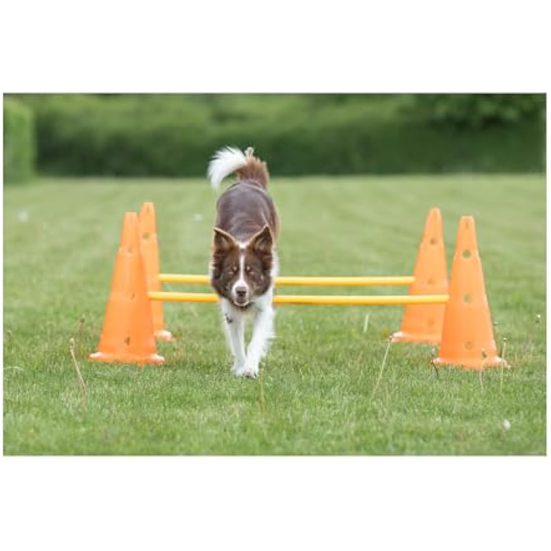 TRIXIE Dog Agility Obstacle Set – Adjustable Hurdles & Slalom Pylons