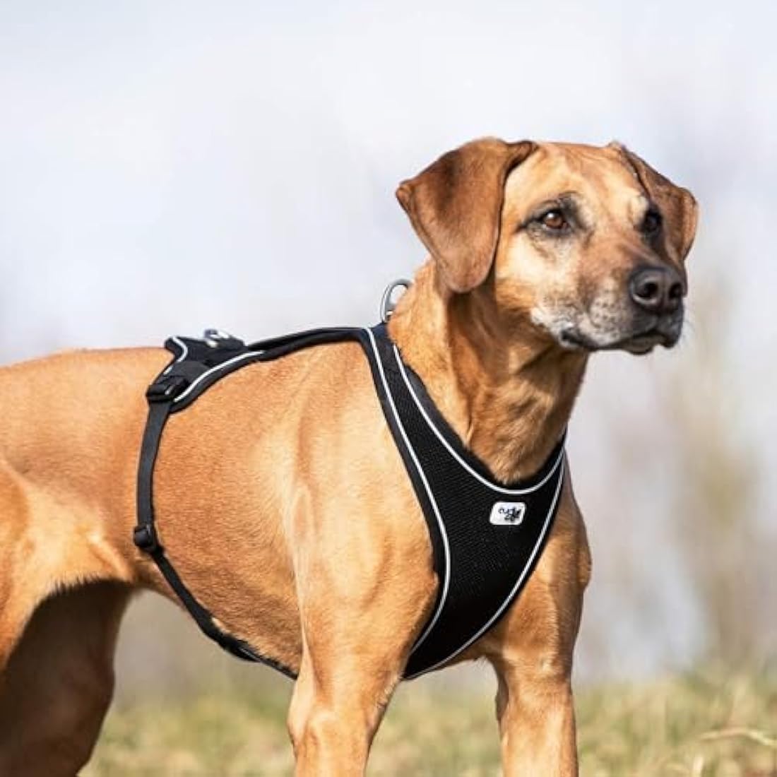 Curli Belka Comfort Dog Harness | Lightweight Choke-Free Mesh - Black - XS
