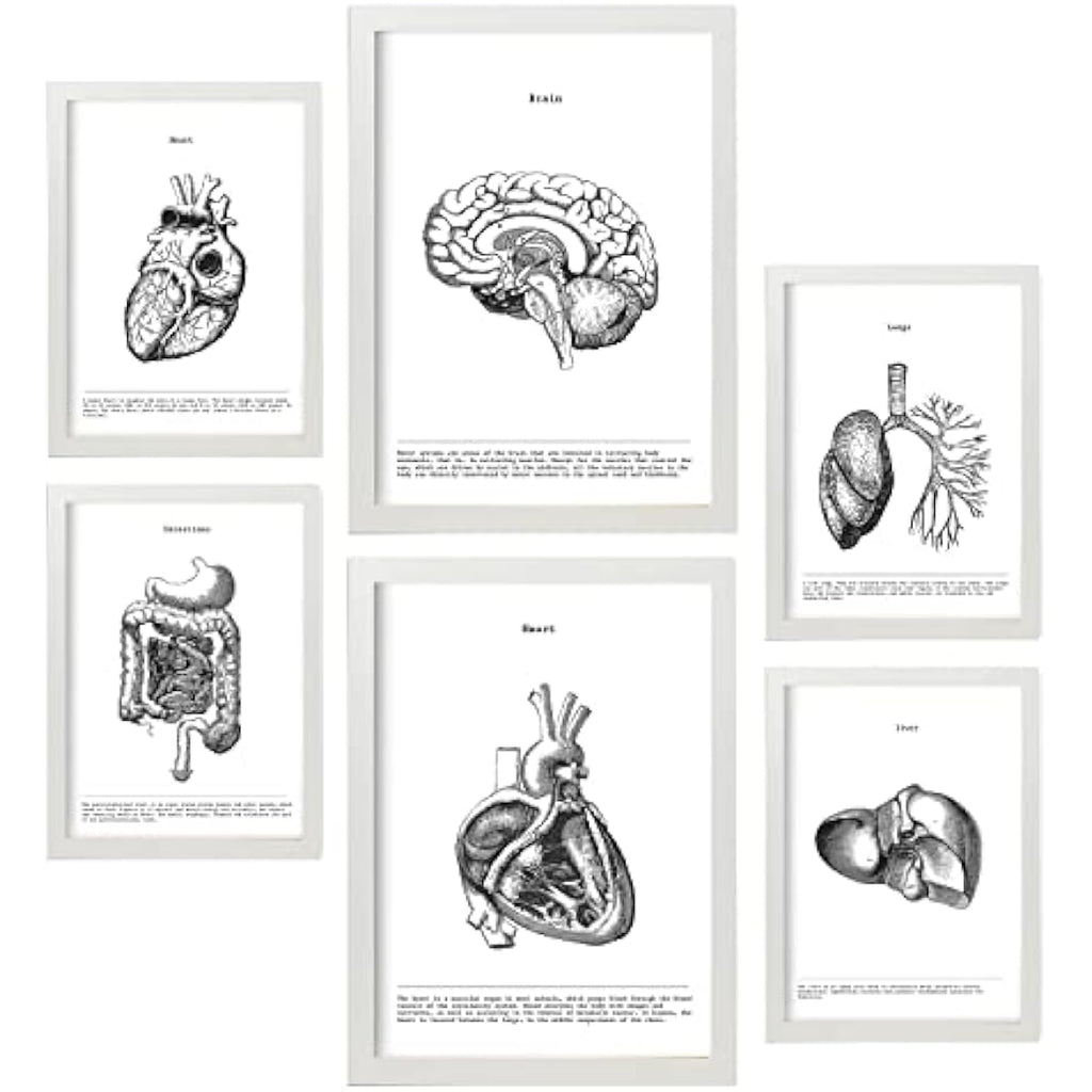 Nacnic Set of 6 Anatomical Internal Organ Posters | A3/A4 White Frame