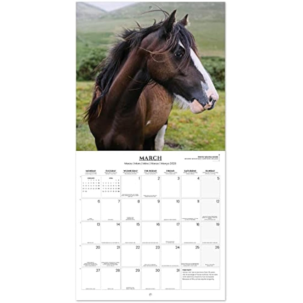 Grupo Erik Horse Wall Calendar 2023 | 12-Month Family Planner | 12x12