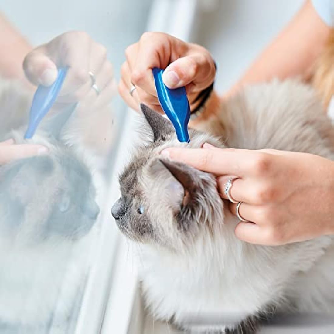 Beaphar Calming Spot-On for Cats – Natural Valerian Stress Relief – 3 Pipettes