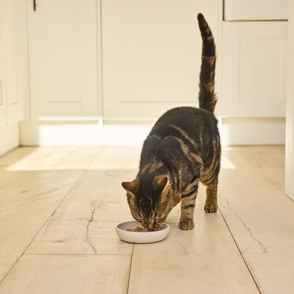 Lily's Kitchen Organic Fish Grain-Free Wet Cat Food Paté | 19 x 85g