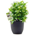 Mini Artificial Eucalyptus Plant with Vase for Desk Decor