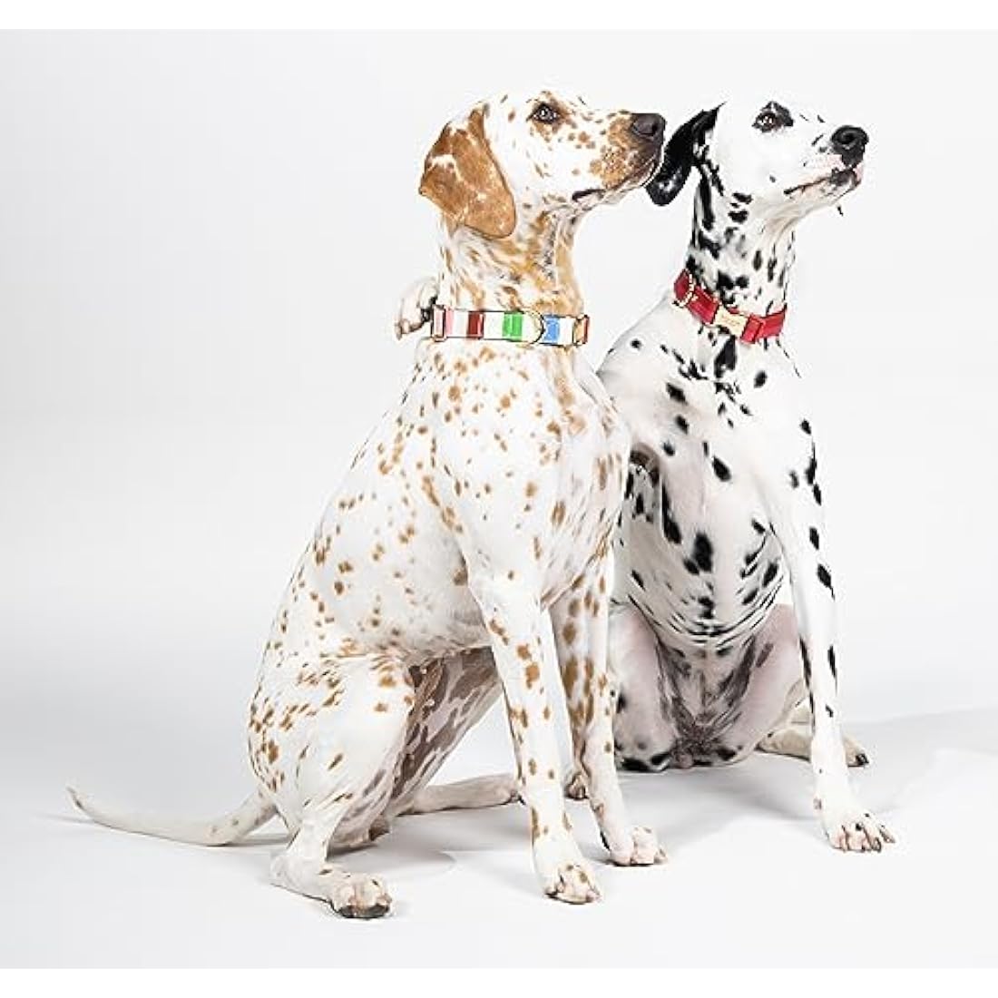 Kate Spade Adventure Stripe Dog Collar | Gold Buckle | Medium to Large
