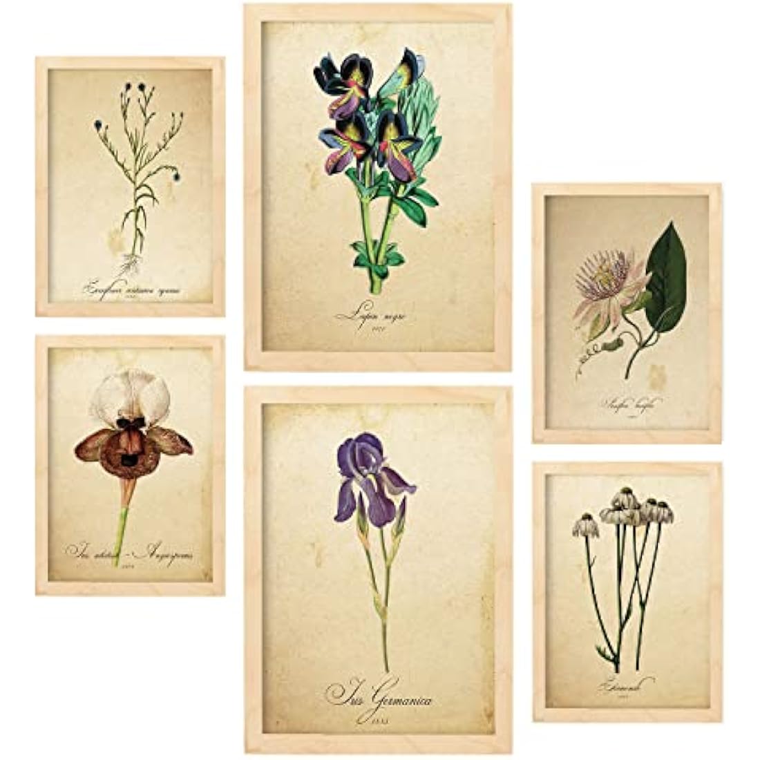Nacnic Set of 6 Vintage Flower Posters | Framed Botanical Wall Art