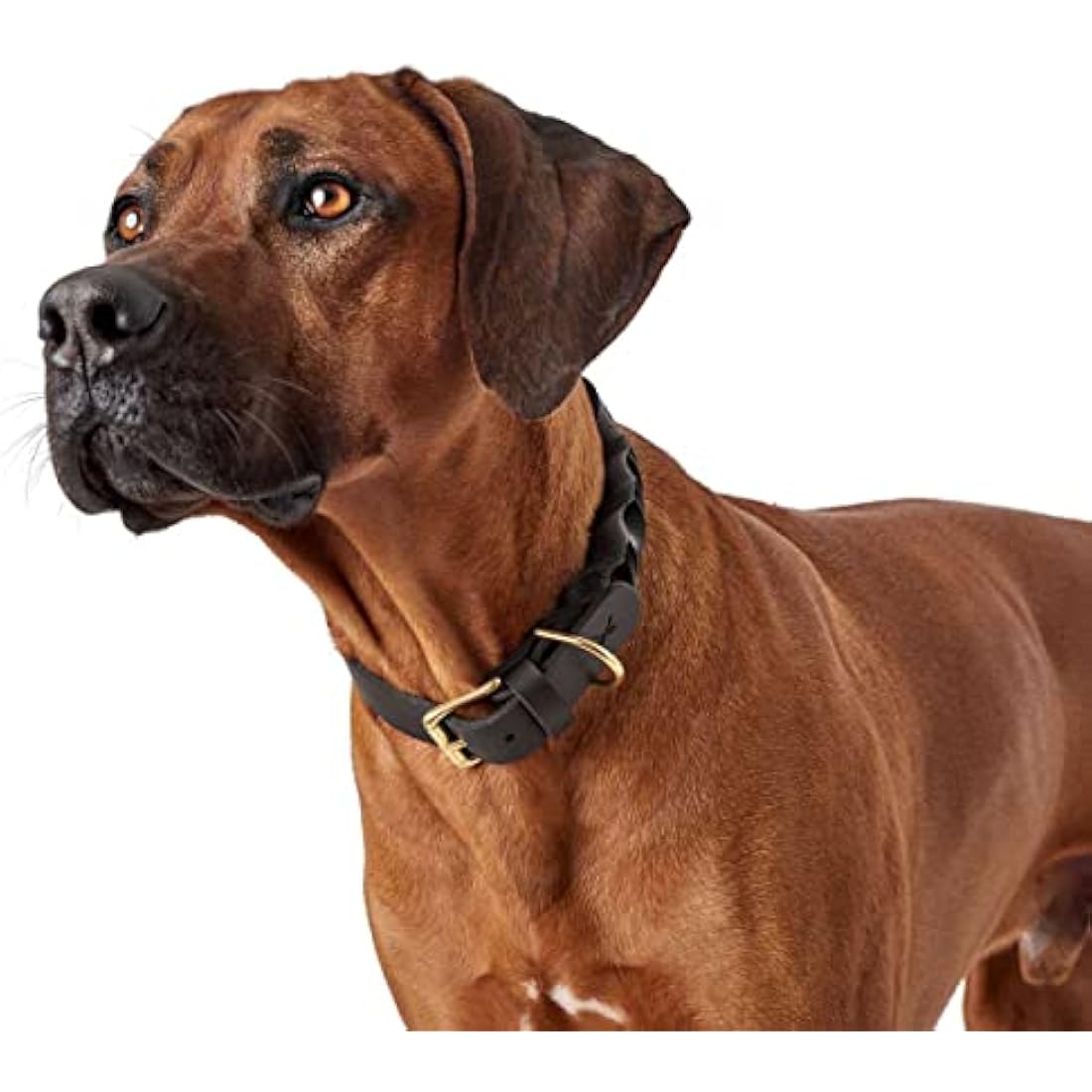 HUNTER Sansibar Solid Leather Dog Collar | Braided Black Cowhide