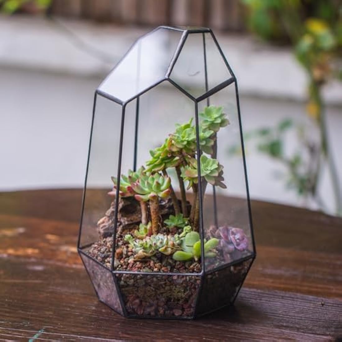 NCYP Geometric Glass Terrarium – Irregular Succulent Planter, Black