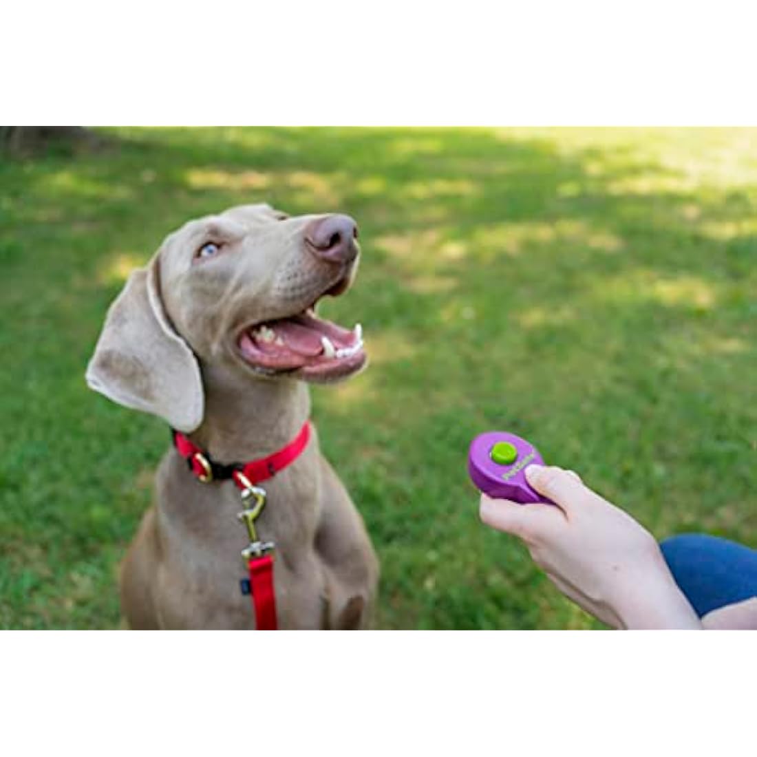 PetSafe Clik-R Dog Training Clicker – Positive Reinforcement Tool, Purple