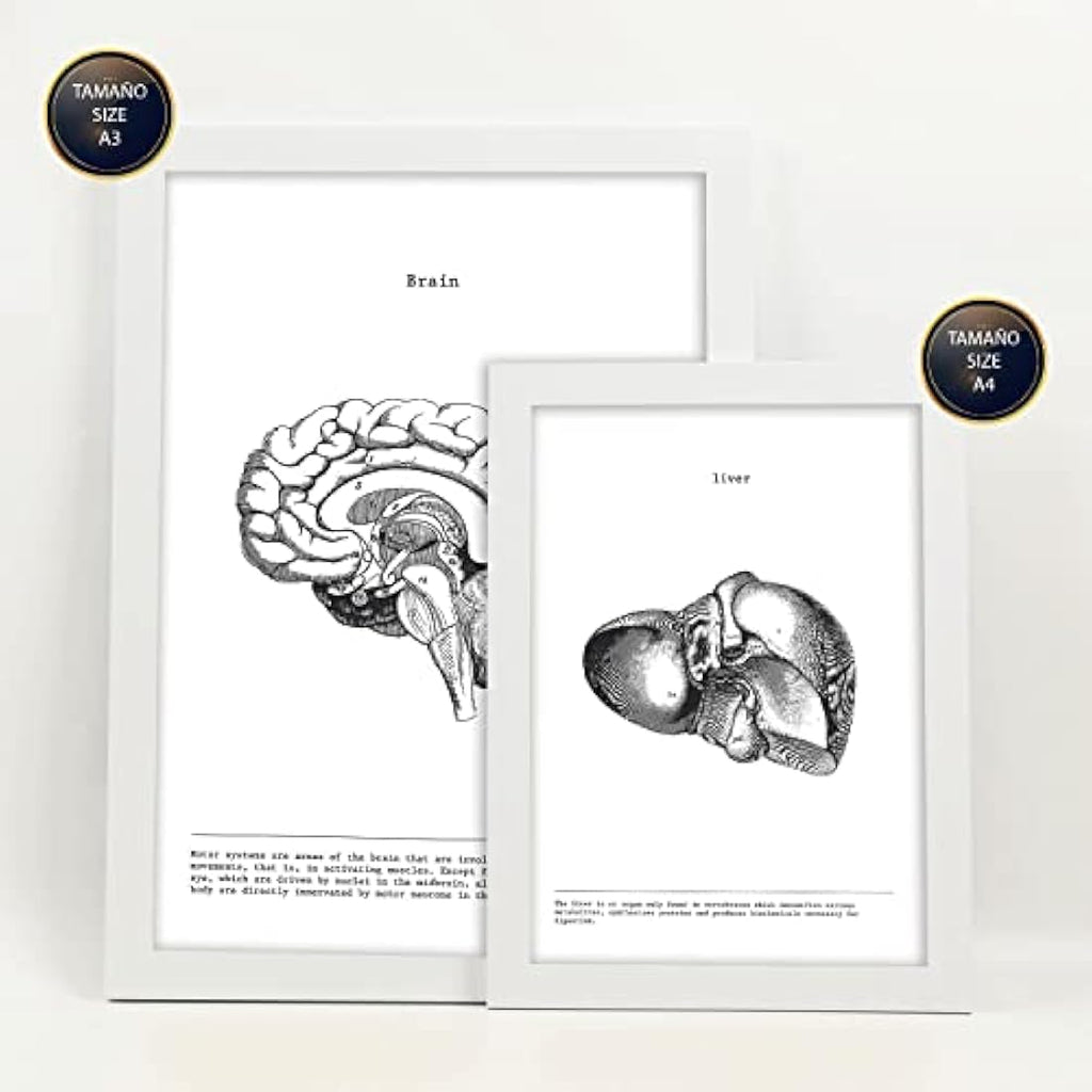 Nacnic Set of 6 Anatomical Internal Organ Posters | A3/A4 White Frame