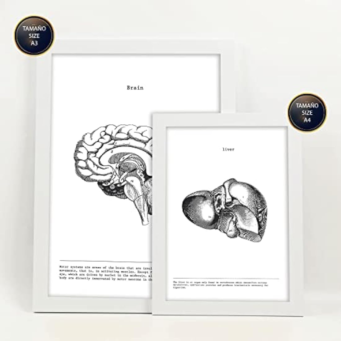 Nacnic Set of 6 Anatomical Internal Organ Posters | A3/A4 White Frame