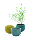 Keter Knit Cozies Garden Plant Pots – Set of 3 Multi-Colour Planters