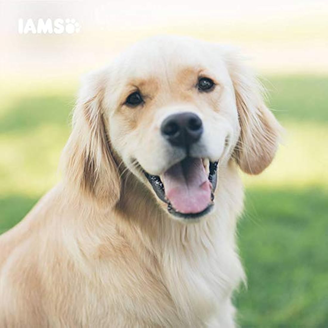Iams Vitality Senior Dry Dog Food - Fresh Chicken for Small Breeds, 2kg