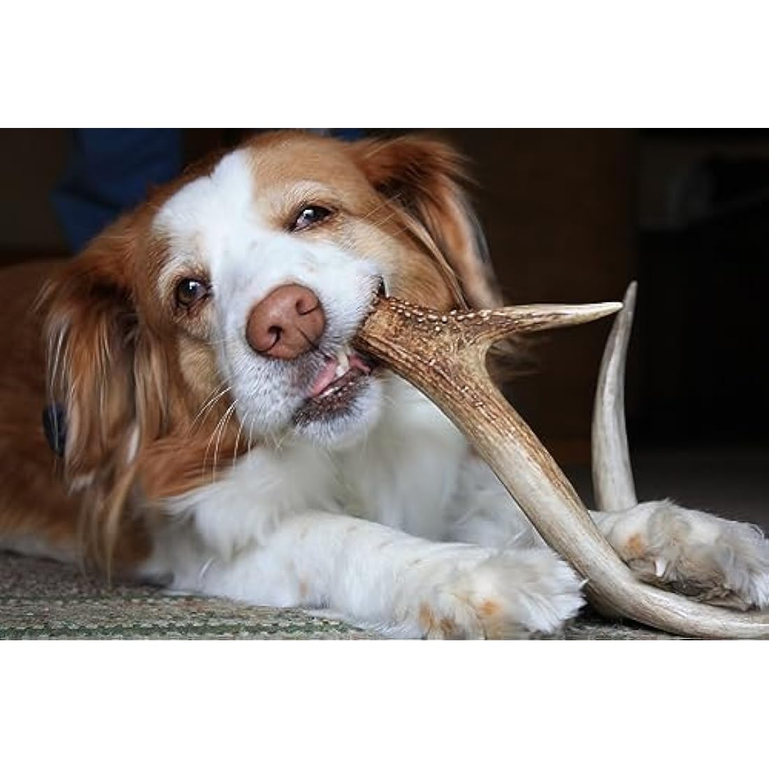 Artisan Gift Co Natural Deer Antler Dog Chews | 150g Pack (2 Units)