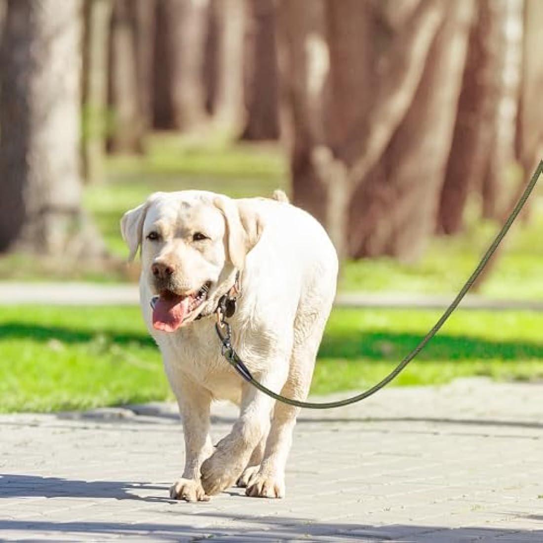 Jolof Store Dog Training Lead – 10ft Durable Rope Leash with Padded Handle