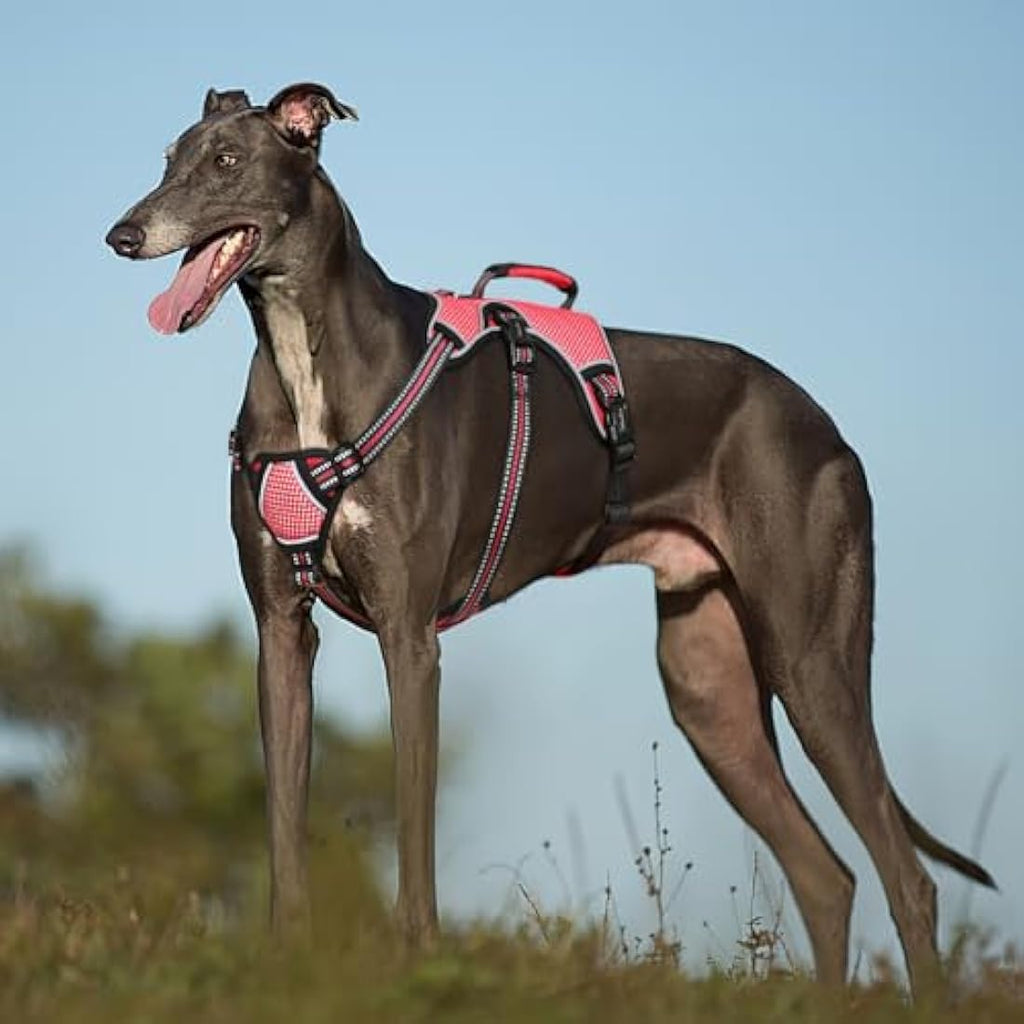 Jolof Store Escape Proof No Pull Dog Harness – Reflective Red Vest, XL