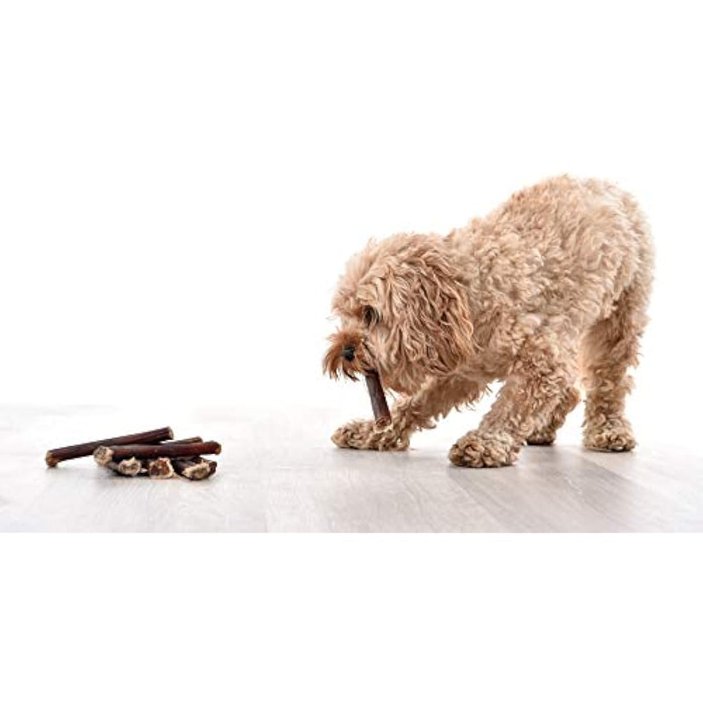 Dragonfly Products | 10 Pack Thick Beef Pizzle Bully Sticks for Dogs