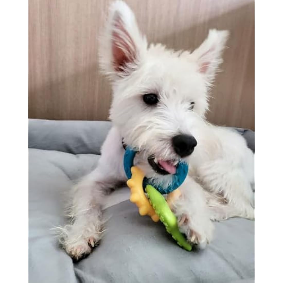 Nylabone Puppy Teething Chew Toy Rings | Bacon Flavour | Small Up to 11kg