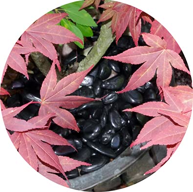 Jolof Store Polished Black River Pebbles – 15kg Decorative 20-40mm Stones