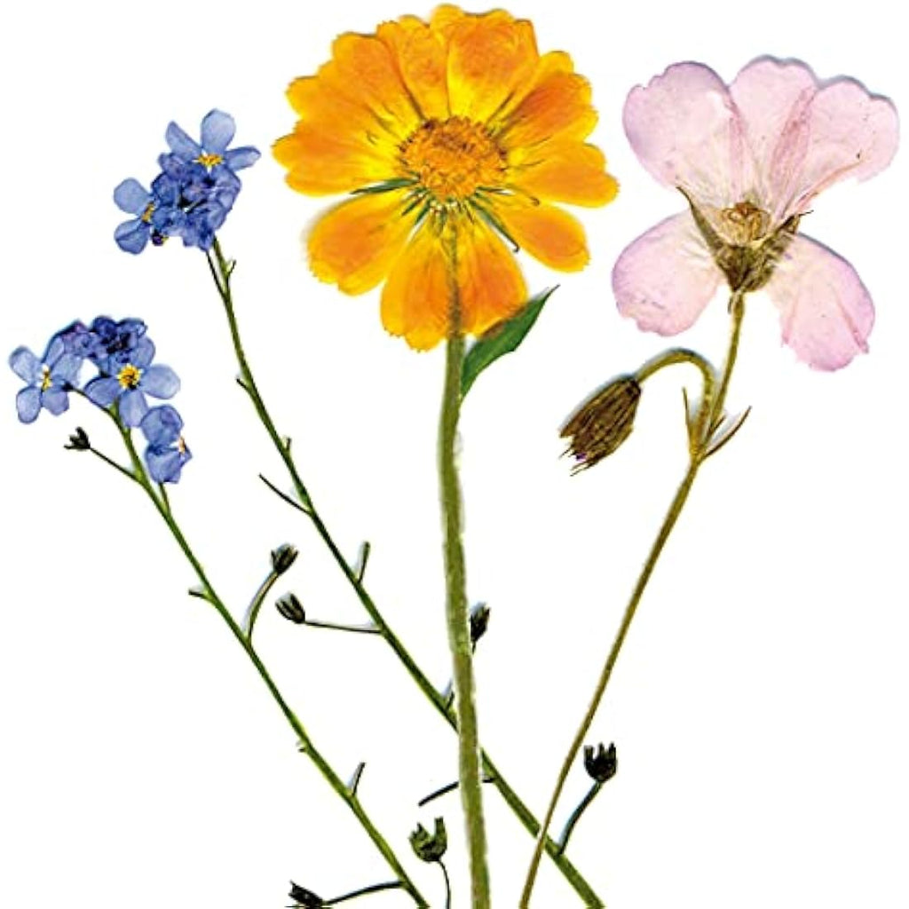 My Living World Flower Press Kit – Creative Nature Arts and Crafts
