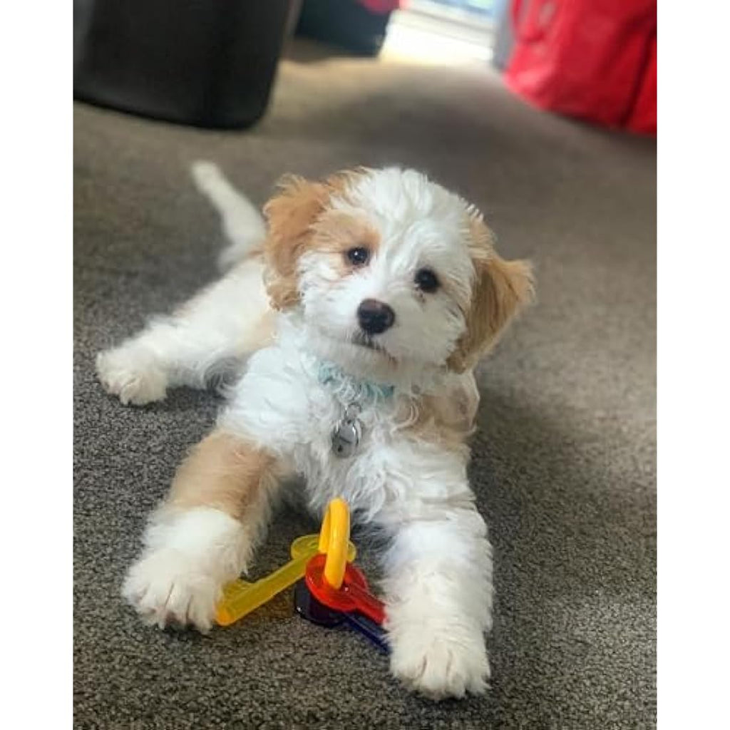 Nylabone Puppy Teething Chew Toy Keys | Bacon Flavour | Extra Small