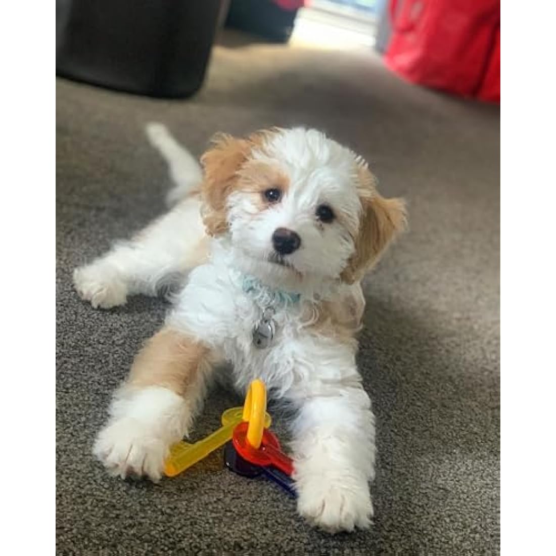Nylabone Puppy Teething Chew Toy Keys | Bacon Flavour | Extra Small