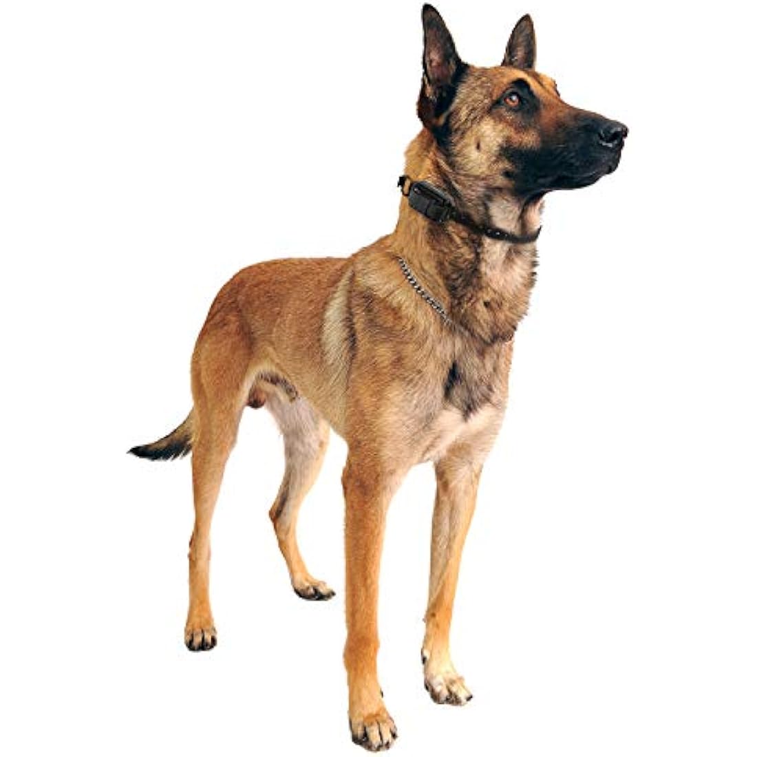 Educator Winged Comfort Pad – Gold Titanium Dog Collar Accessory