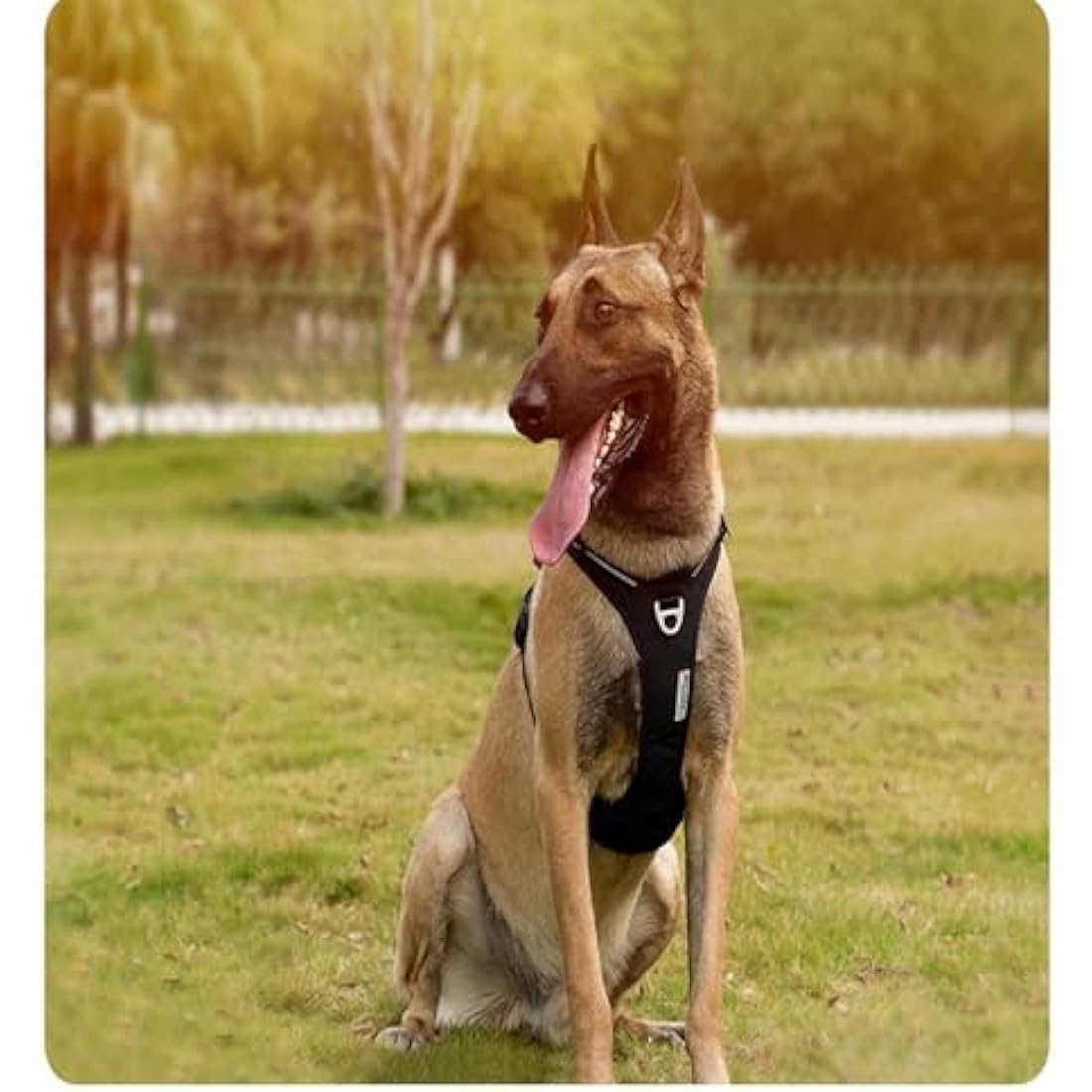 WINHYEPET No-Pull Dog Harness | Reflective Cordura Nylon Vest - Purple
