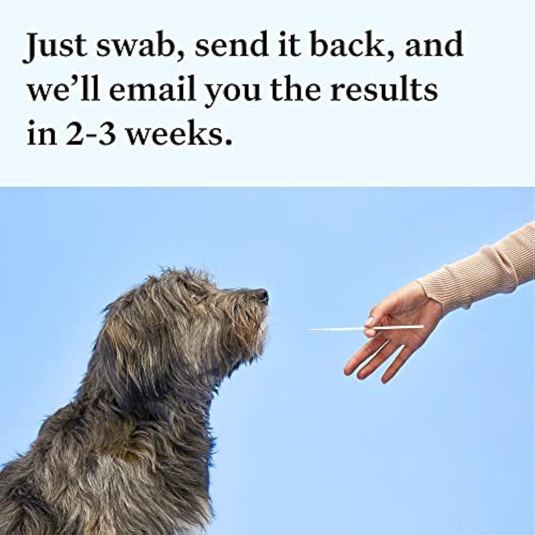 Wisdom Panel Essential Dog DNA Test Kit – Breed ID & Health Screening