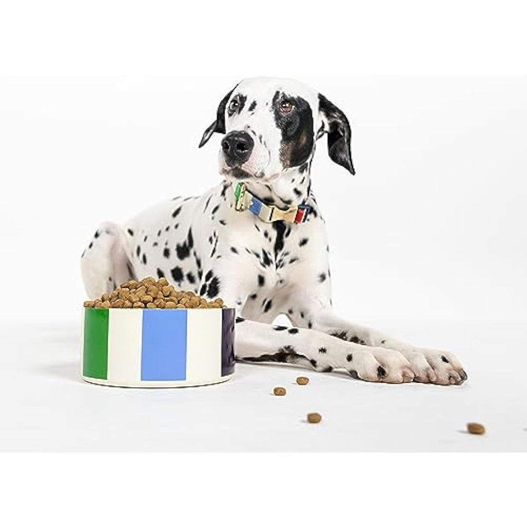 Kate Spade Adventure Stripe Dog Collar | Gold Buckle | Medium to Large