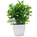 Jolof Store Artificial Eucalyptus Plant with Square Vase for Desk Decor