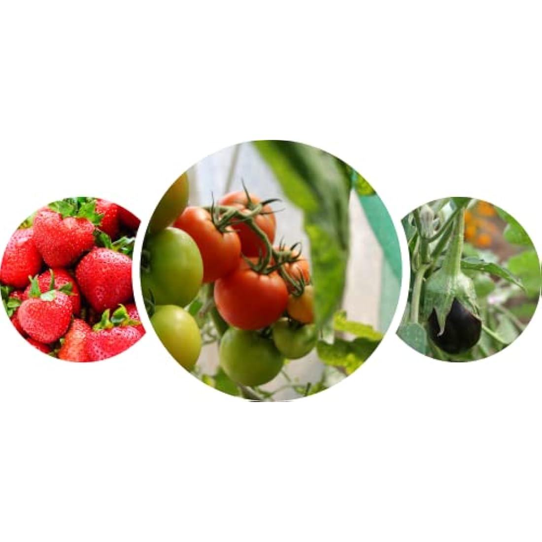 Britten & James Heavy Duty Seed Trays with Drainage Holes - Pack of 10