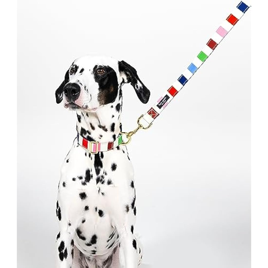 Kate Spade Adventure Stripe Dog Collar | Gold Buckle | Medium to Large