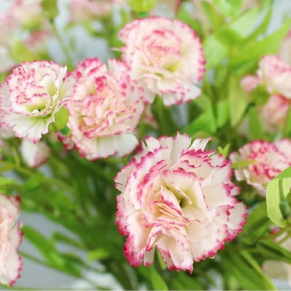 Jolof Store 40 Heads Artificial Carnations – UV Resistant Silk Bouquet