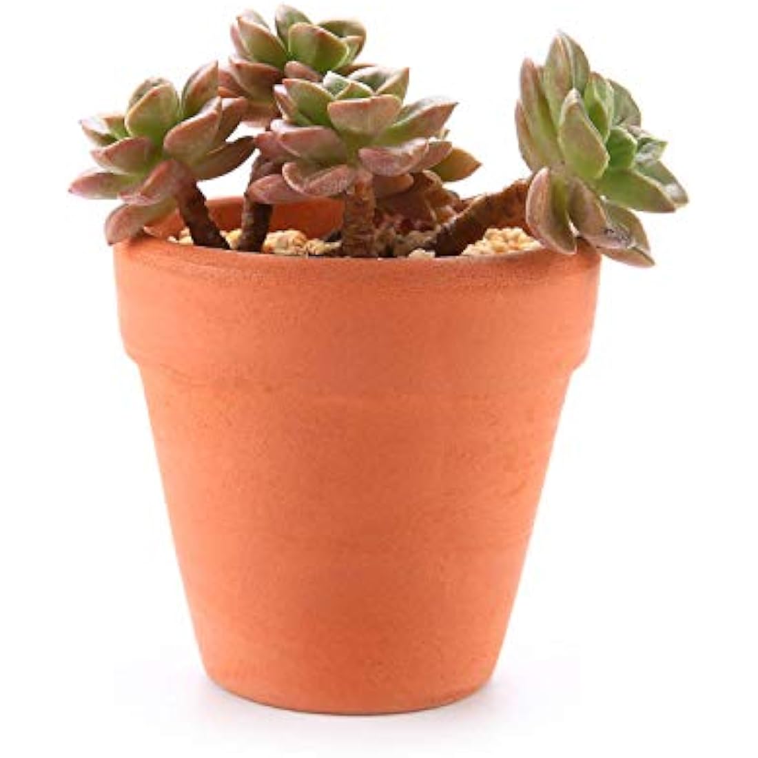 T4U Mini Terracotta Plant Pots - 12 Pcs Small Clay Pots for Succulents