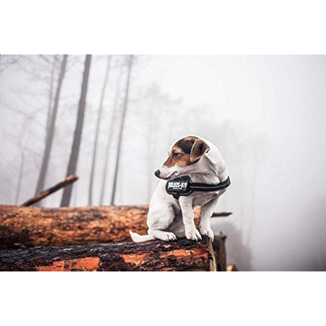 Julius-K9 Powerharness | Durable Reflective Dog Harness - Anthracite, M/0