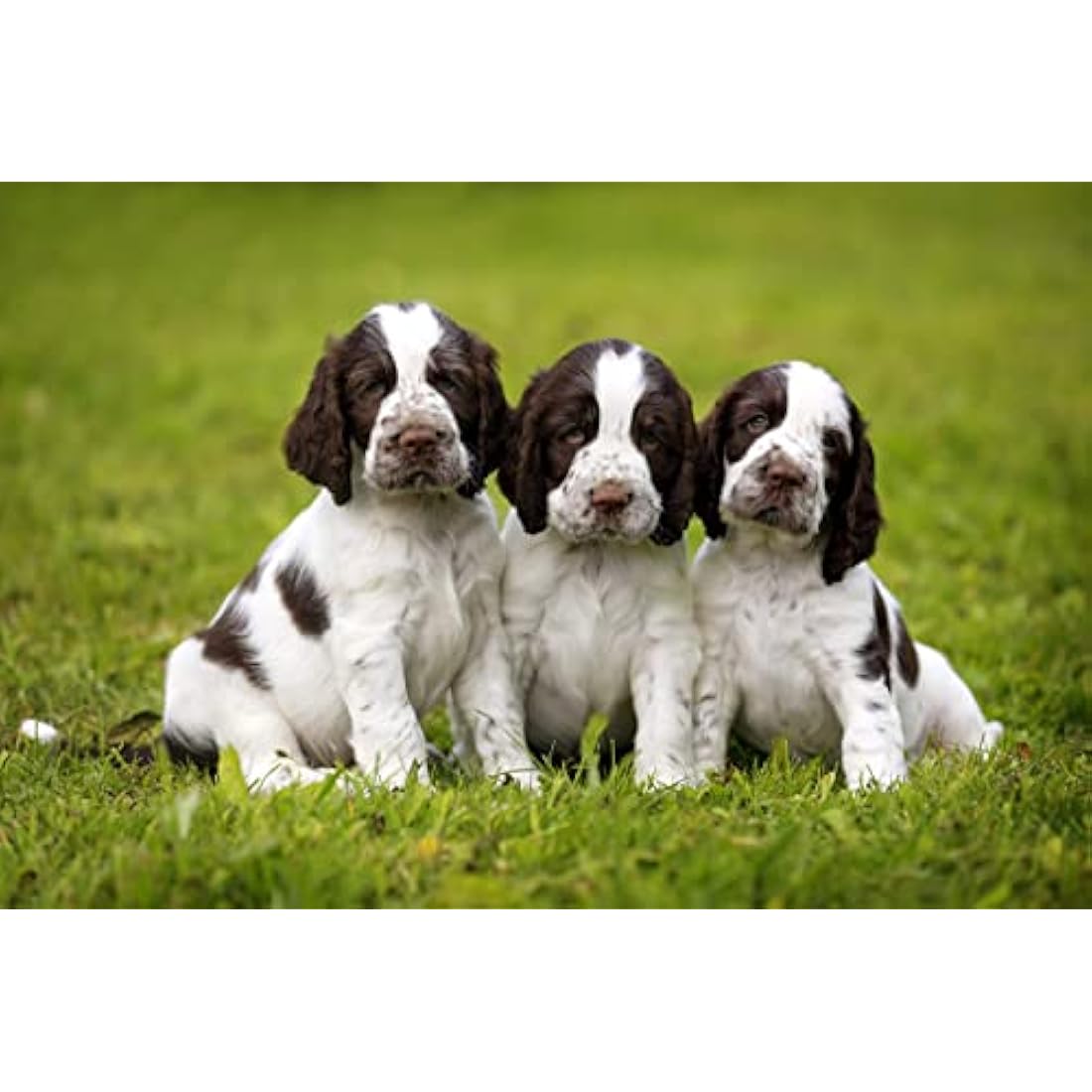 Skinner's Field & Trial Puppy Lamb & Rice Hypoallergenic Dry Food 15kg