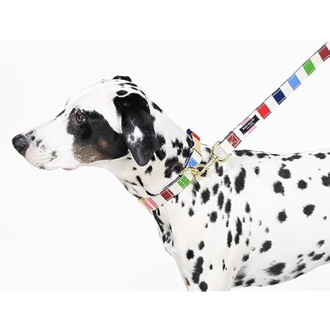Kate Spade Adventure Stripe Dog Collar | Gold Buckle | Medium to Large