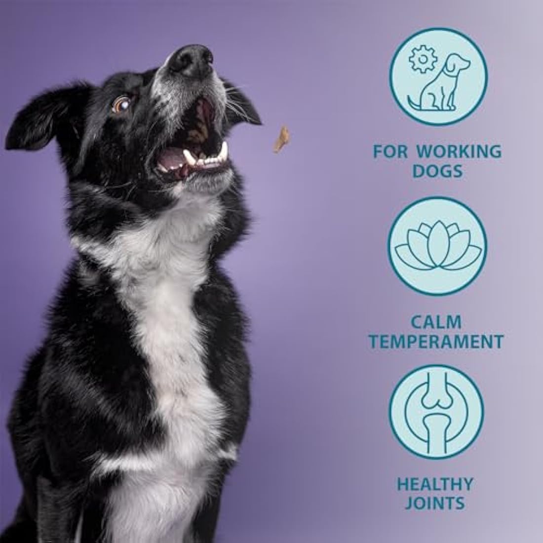 Burns Pet Nutrition Active Dog Food – Hypoallergenic Chicken & Rice 12kg