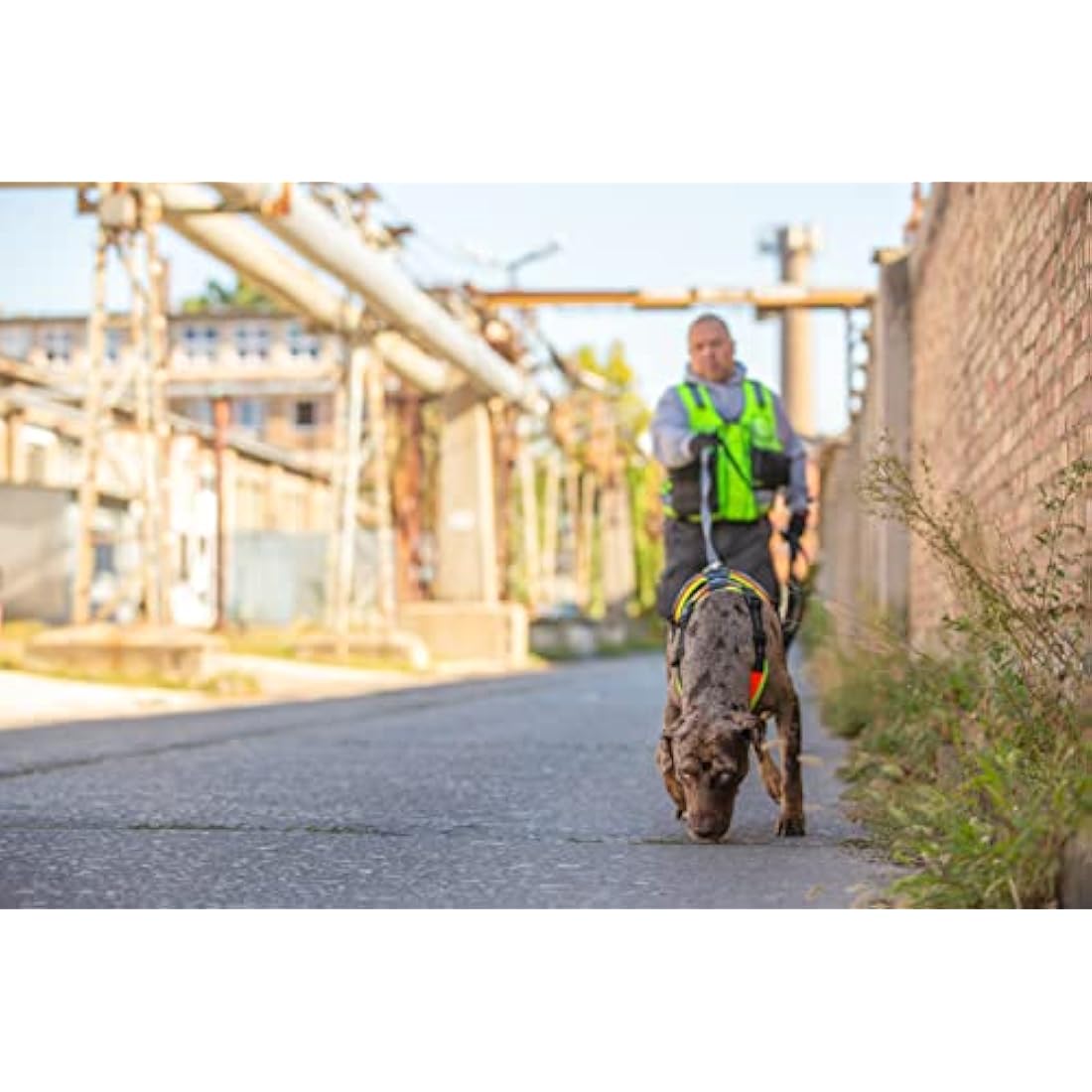 Julius-K9 Mantrailing Dog Harness | Adjustable Tactical Gear - Black, L-XL