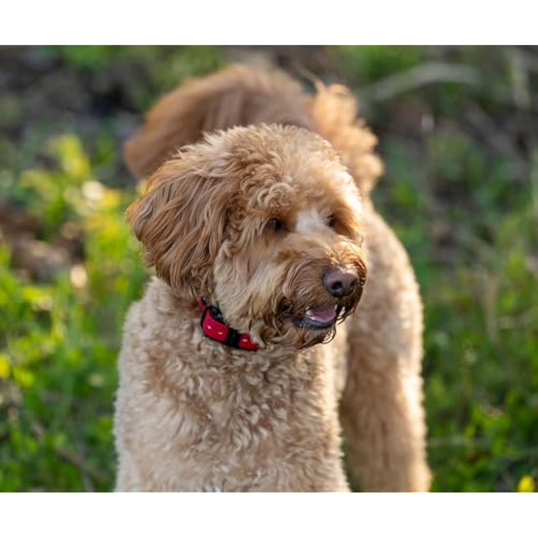 Educator Winged Comfort Pad – Gold Titanium Dog Collar Accessory