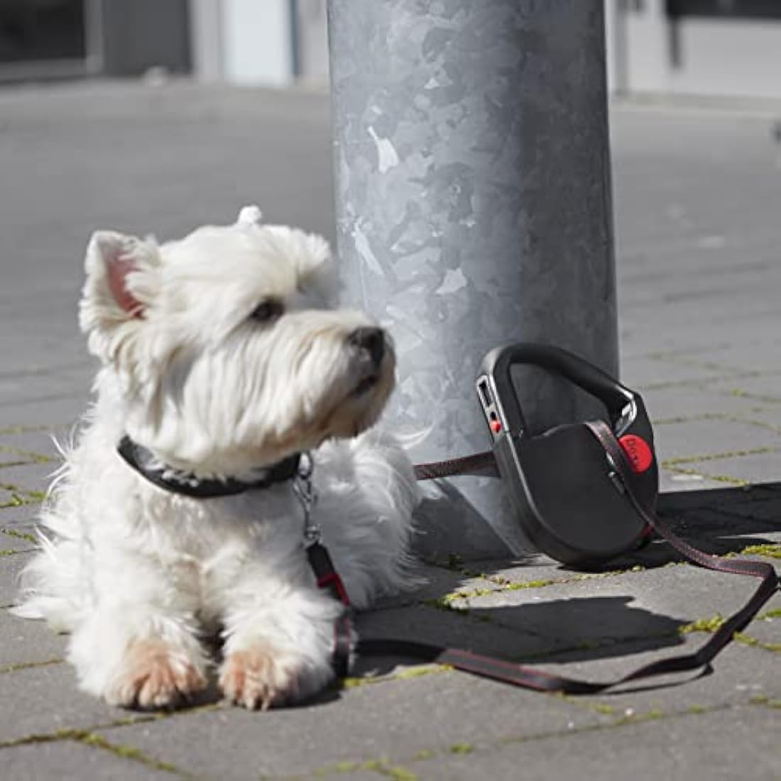 5m Retractable Dog Lead with Car Seatbelt Buckle