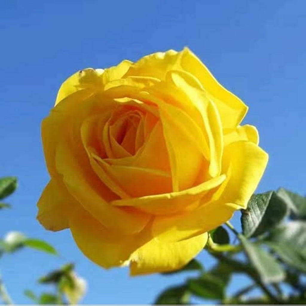25 Pcs Artificial Silk Rose Flower Heads for DIY - Yellow