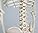 3B Scientific Mini Human Skeleton Model – Pelvic Mounted PVC Anatomy