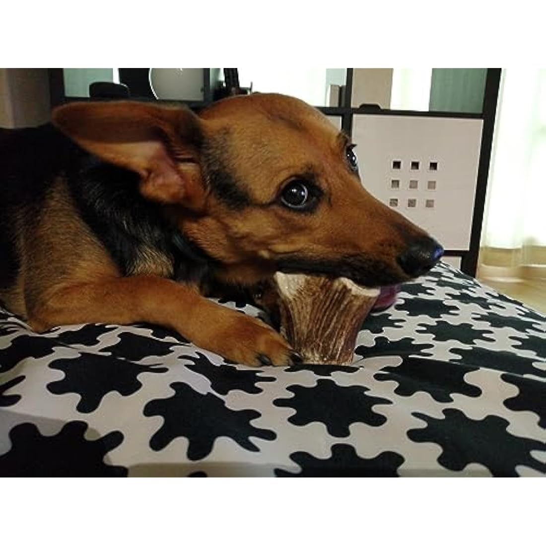 Artisan Gift Co Natural Deer Antler Dog Chews | 150g Pack (2 Units)
