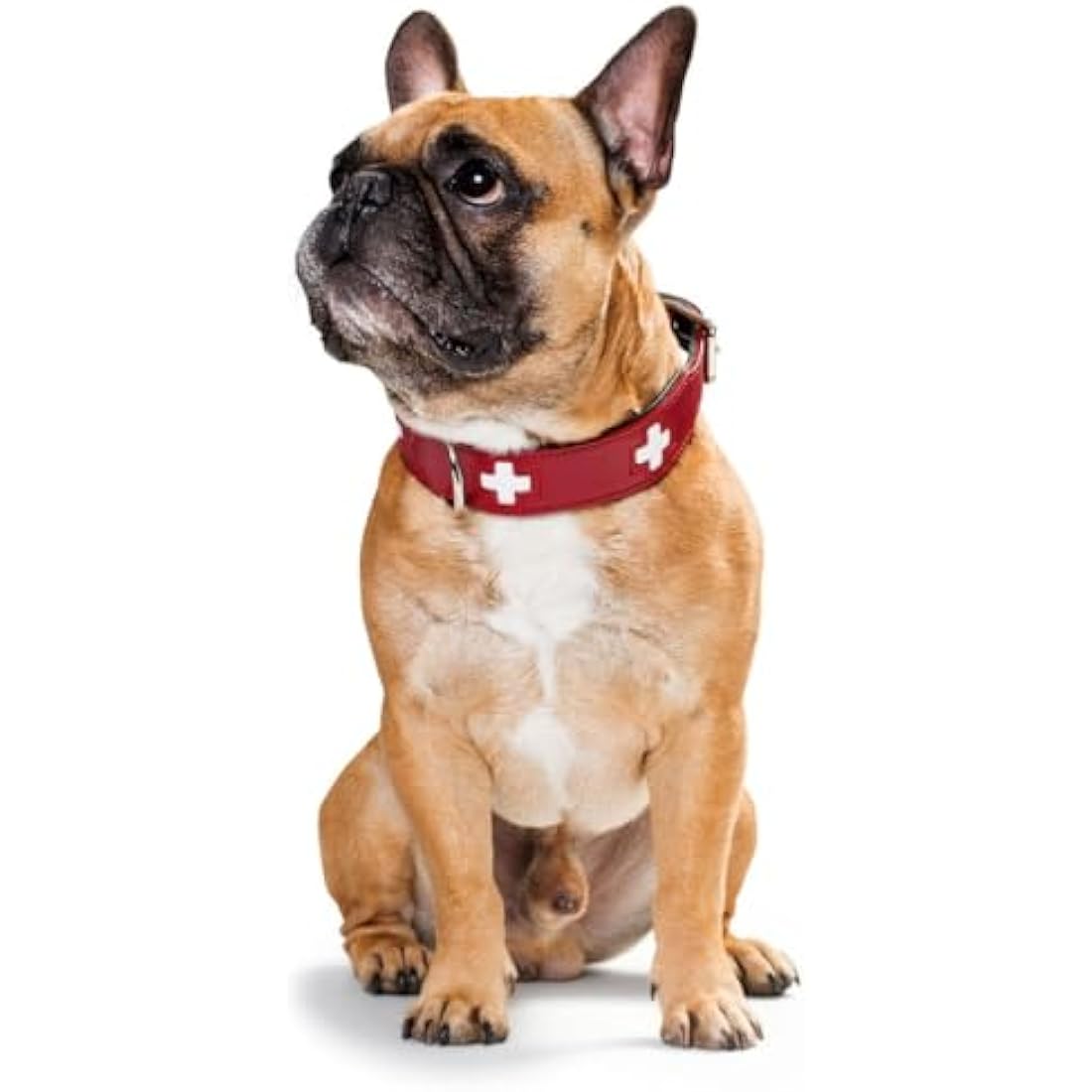 Hunter Swiss Leather Dog Collar – Red and Black Stainless Steel D-Ring